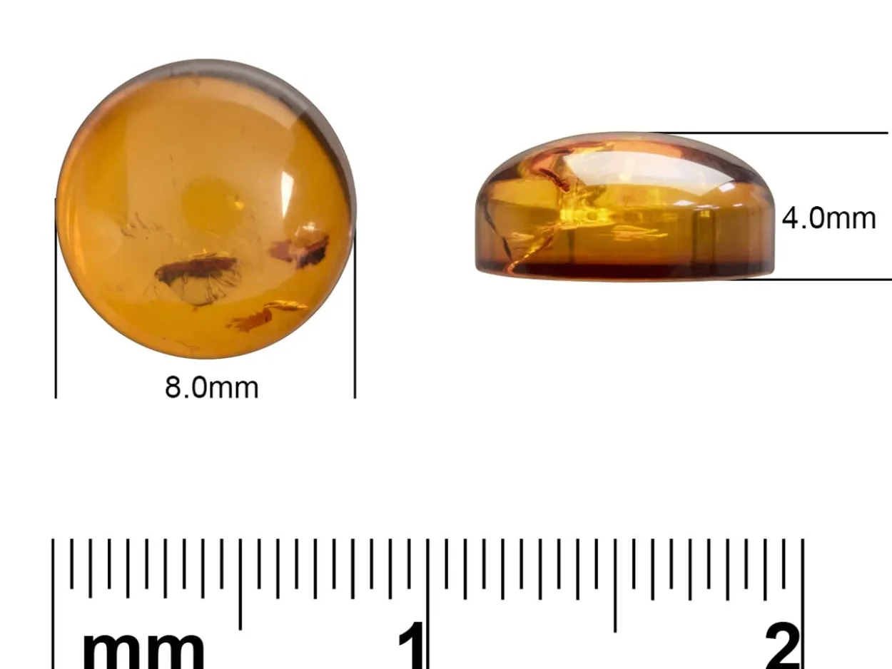 Natural Amber, Round Cabochon, 8mm